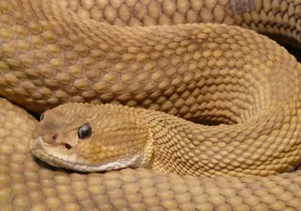Convulxin_rattlesnake-960x675